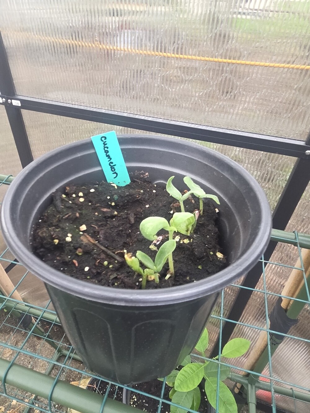 Cucamelon Seedling  (Plant Will Be Divided)